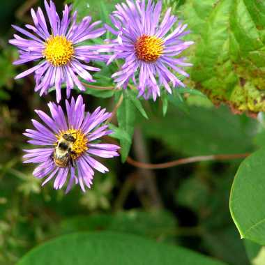 Photo: A healthy lunch on an aster blossom.
