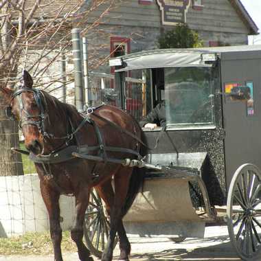 Photo: A mennonite driven buggie arrives to the stockyard.